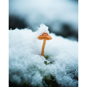 Frozen Mushrum (49)-3681119-54430.webp